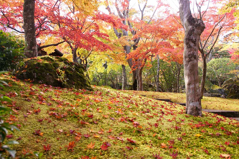 箱根の紅葉風景